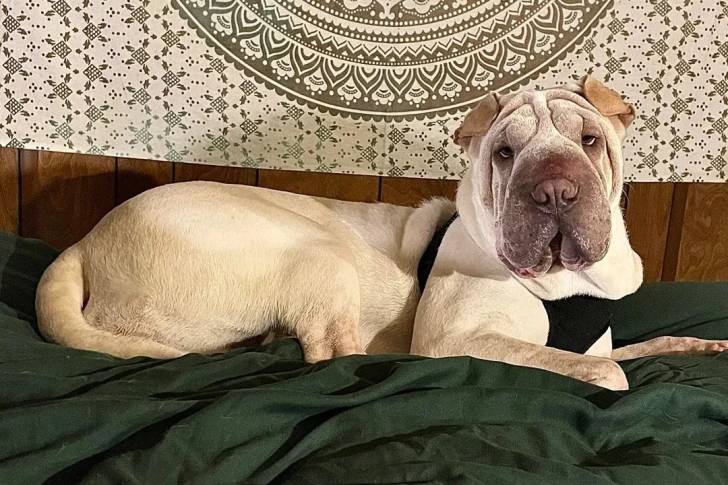 Un Bull Pei allongé sur un lit et portant un harnais 