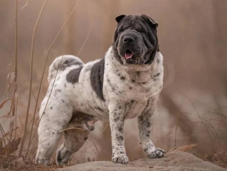 Un Bull Pei tirant la langue et semblant détendu 