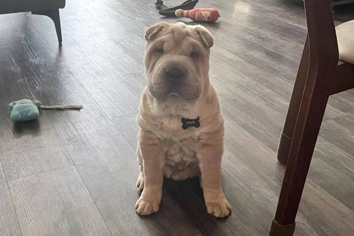 Un Bull Pei assis sur un sol carrelé et portant un collier autour du cou 