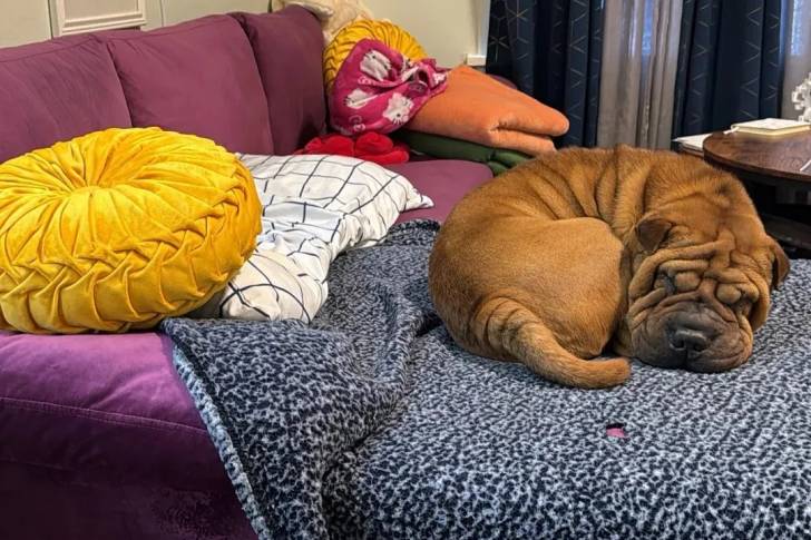 Un Bull Pei allongé et semblant dormir 