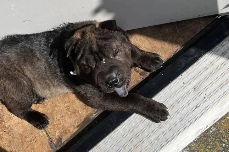 Un Bull Pei allongé et tirant la langue 