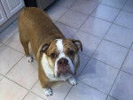 Un Beabull sur un sol carrelé et semblant détendu