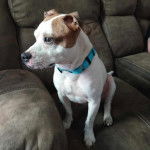 Un Beabull assis sur un canapé et portant un collier autour du cou