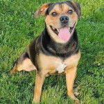 Un Beabull assis sur un terrain herbeux et tirant la langue 