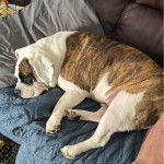 Un Beabull allongé sur un canapé et semblant détendu