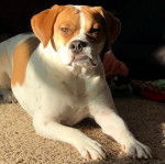 Un Beabull allongé sur une moquette et regardant vers la caméra 