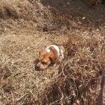 Un Beabull allongé sur un terrain herbeux et portant un harnais 