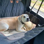 Un Beabull allongé dans un panier et portant un collier autour du cou