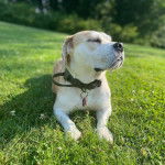 Un Beabull allongé sur un terrain herbeux et portant un collier autour du cou