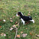 Un chiot Beabull sur un terrain herbeux et qui est tenu en laisse 
