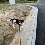 Un Beabull sur une surface sableuse et qui est tenu en laisse 
