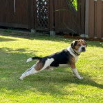 Un Beabull s'étirant sur une surface gazonnée et portant un collier autour du cou