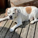 Un Beabull allongé et semblant détendu 