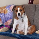 Un Beabull assis sur un canapé et portant un collier autour du cou