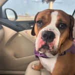 Un Beabull assis sur le siège d'une voiture et portant un harnais 