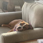 Un Beabull allongé sur un canapé et portant un harnais