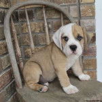 Un Beabull assis sur une chaise et semblant détendu 