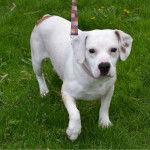 Un Beabull sur une surface gazonnée et qui est tenu en laisse