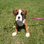 Un Beabull assis sur un terrain herbeux et qui est tenu en laisse