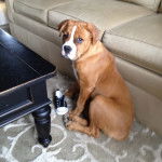 Un Beabull assis sur une moquette 