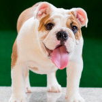 Un Beabull tirant la langue et semblant détendu