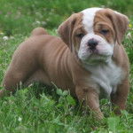 Un Beabull sur une surface herbacée et semblant détendu