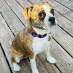 Un Beabull sur un plancher et portant un collier autour du cou