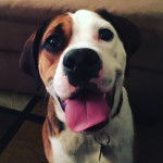 Un Beabull tirant la langue et portant un collier autour du cou