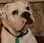 Un Beabull assis et portant un collier autour du cou