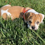 Un Beabull allongé sur un terrain herbeux et portant un harnais