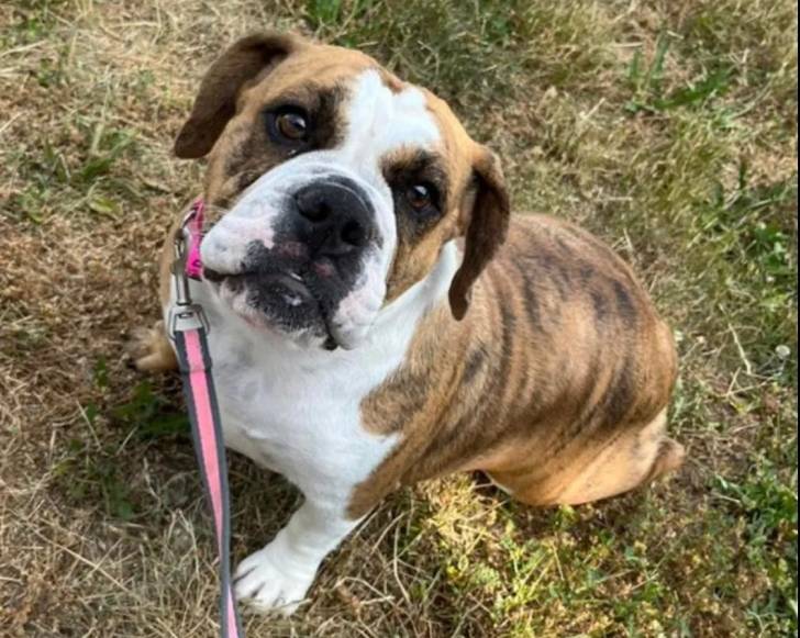 Un Beabull assis sur un terrain herbeux et qui est tnenu en laisse 