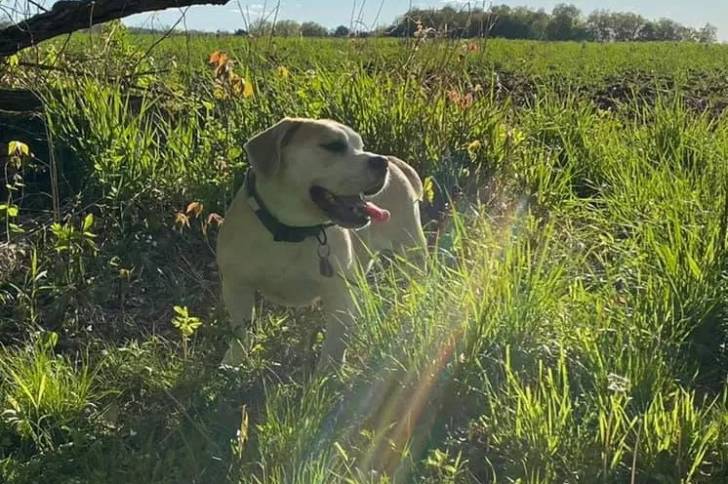 Un Beabull sur un terrain herbeux et portant un collier autour du cou