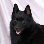 Bella - Schipperke (1 an)