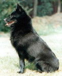 Schipperke - Schipperke