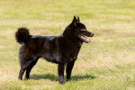 Photo Schipperke