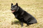 Photo Schipperke