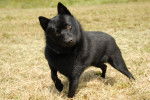Photo Schipperke