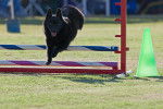Photo Schipperke