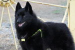 Photo Schipperke