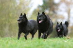 Photo Schipperke