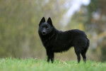Photo Schipperke