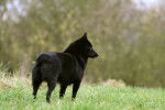 Photo Schipperke