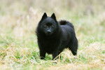 Photo Schipperke