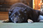 Photo Schipperke