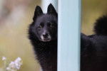 Photo Schipperke