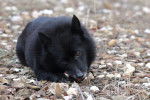 Photo Schipperke