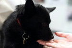 Photo Schipperke