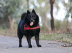 Photo Schipperke