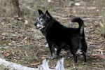 Photo Schipperke