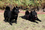 Photo Schipperke